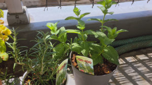 ハーブを育て始めました。土いじりが楽しい。