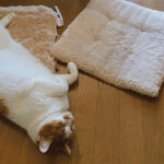 \可愛いけれど!/老猫に噛まれたら要注意