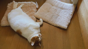 ＼可愛いけれど！／老猫に噛まれたら要注意