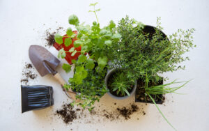 育ててよかったハーブ