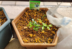 「できるようになるまでやる」愚直な努力が実ると嬉しい。